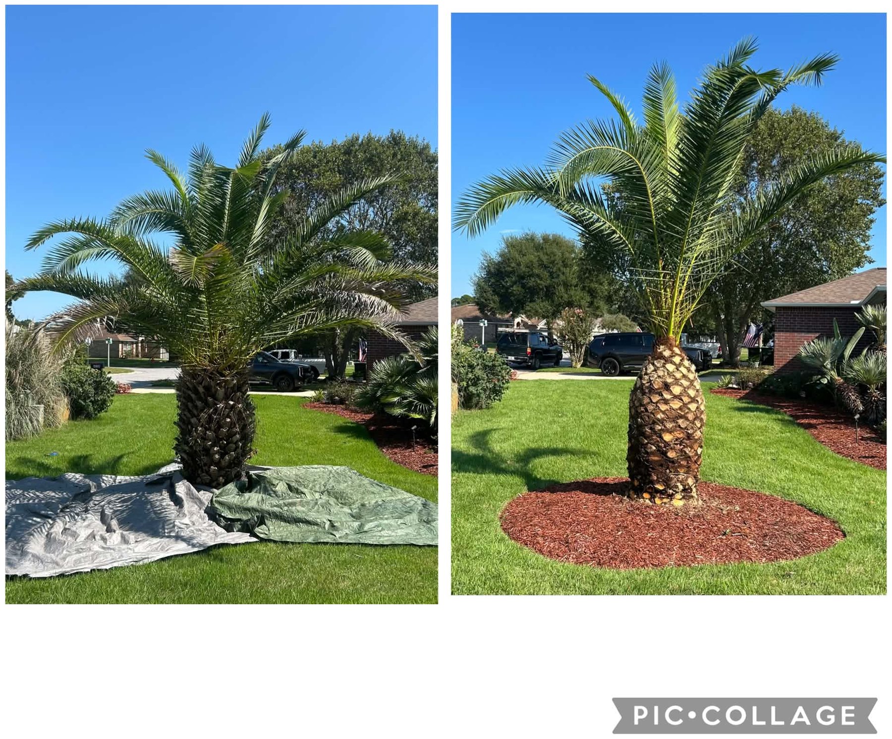Pineapple Style Cut before and after example