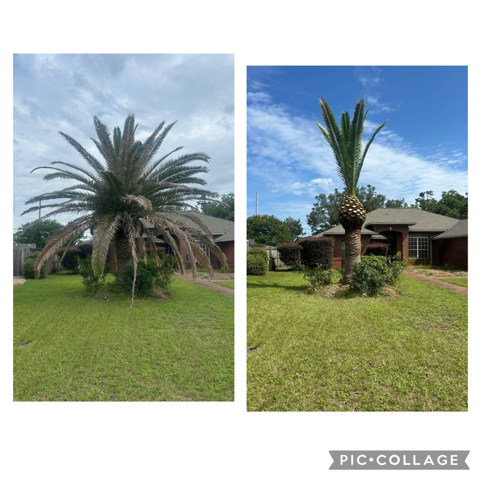Before and after palm tree trimming