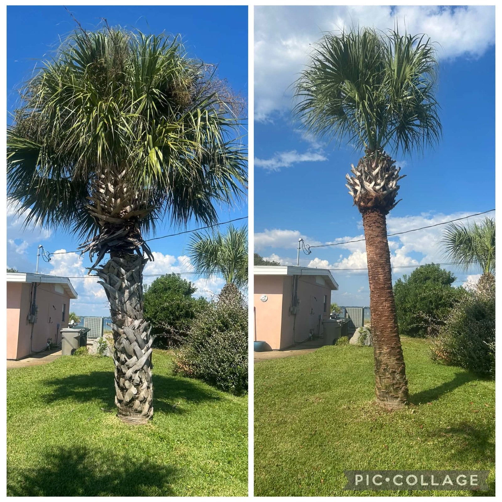 Palm Skinning