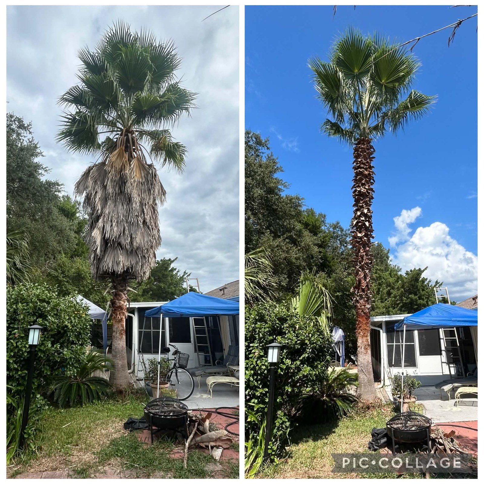Before and after palm tree skinning