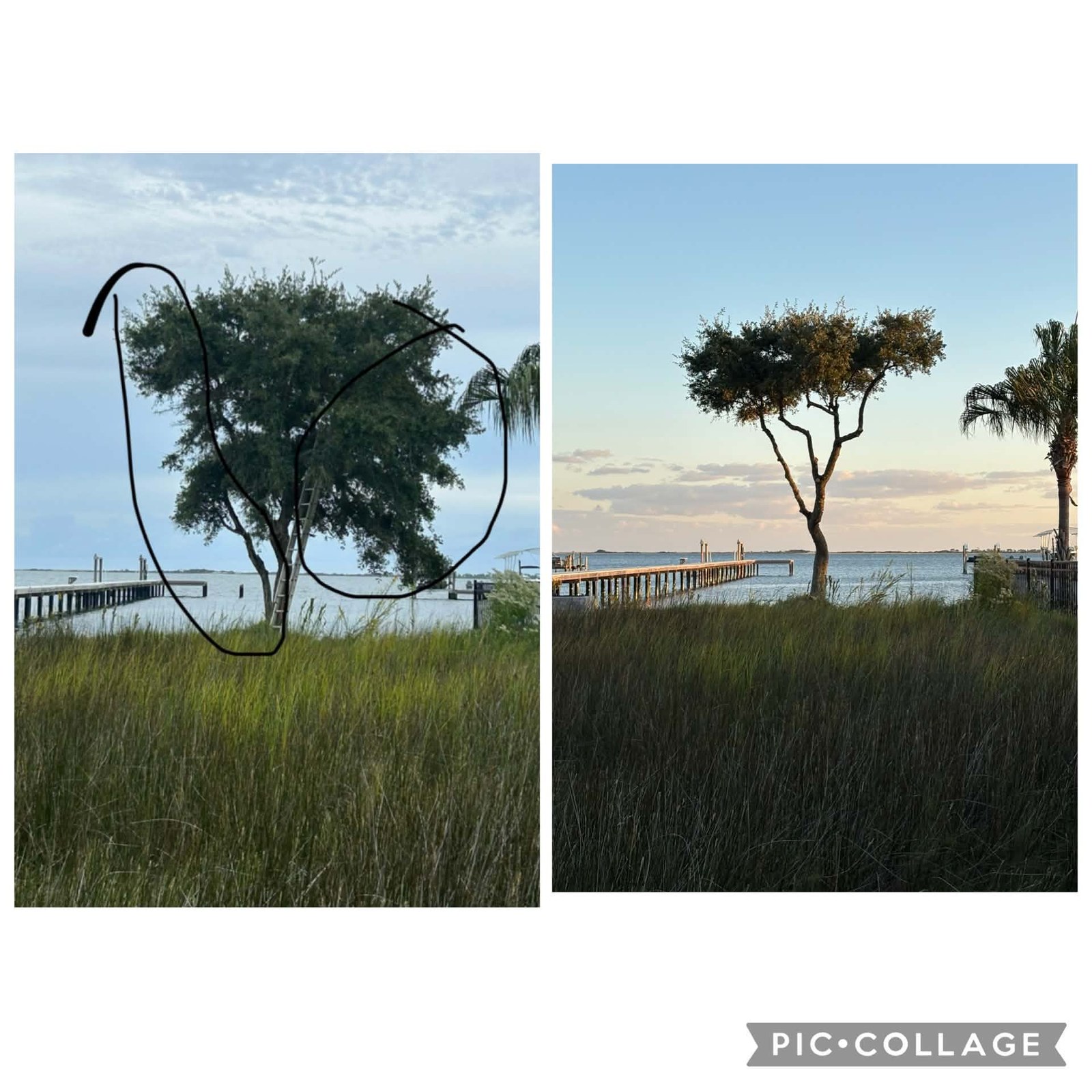 Before and after tree shaping by the water