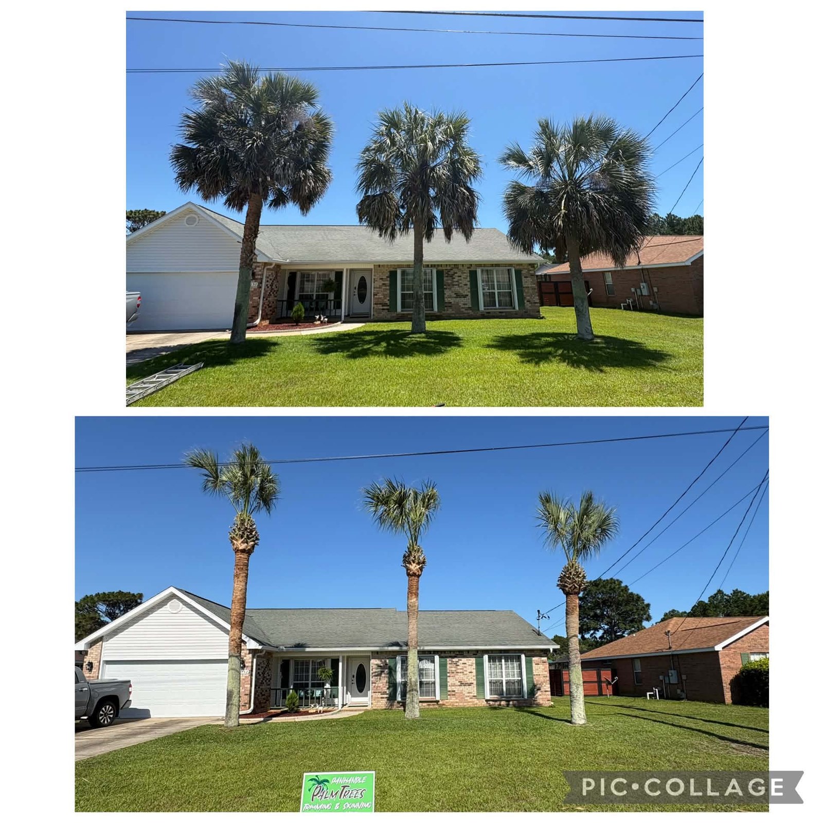 Front Yard Palm Skinning