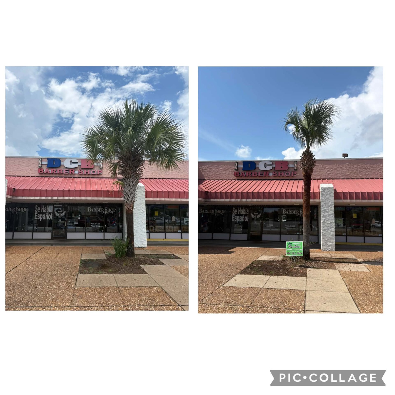 Commercial Palm Trimming