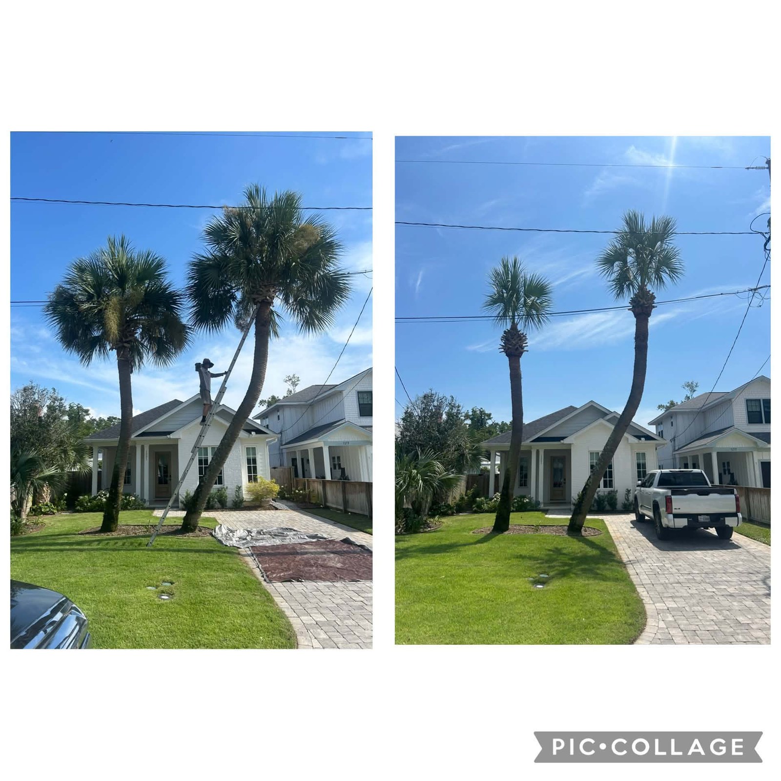 Residential Palm Trimming